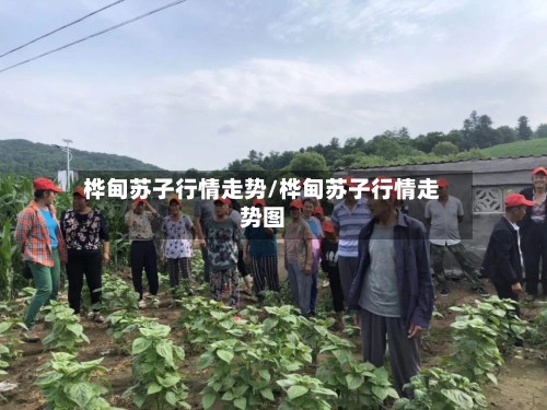 桦甸苏子行情走势/桦甸苏子行情走势图-第2张图片