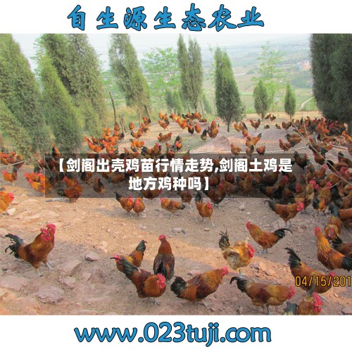 【剑阁出壳鸡苗行情走势,剑阁土鸡是地方鸡种吗】-第2张图片