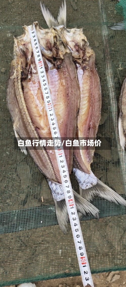白鱼行情走势/白鱼市场价-第2张图片