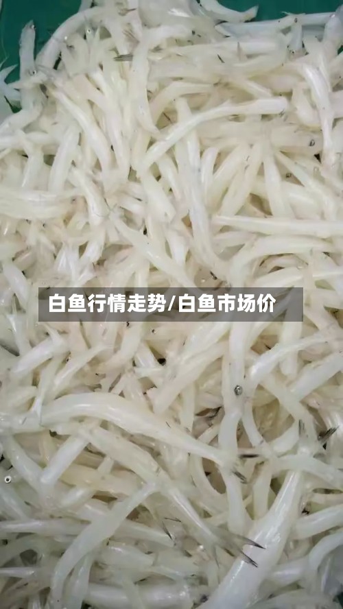 白鱼行情走势/白鱼市场价