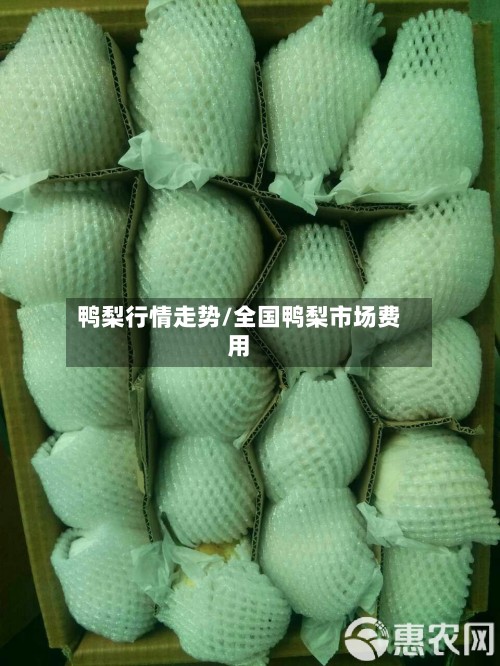 鸭梨行情走势/全国鸭梨市场费用