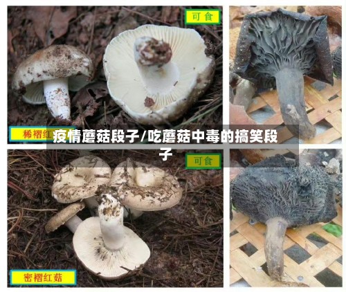 疫情蘑菇段子/吃蘑菇中毒的搞笑段子