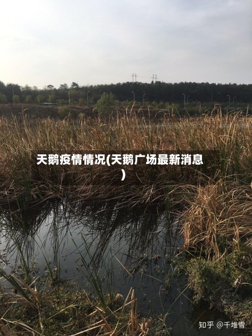 天鹅疫情情况(天鹅广场最新消息)-第3张图片