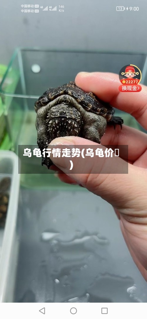 乌龟行情走势(乌龟价挌)